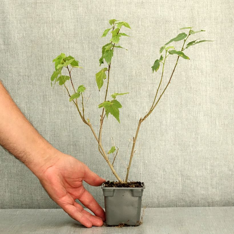 Abutilon Red Trumpet 8/9 cm pot sample as delivered in summer
