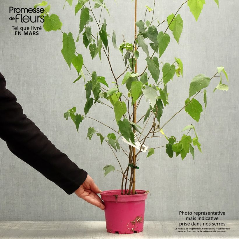 Abutilon x megapotamicum Pink Charm 3L/4L pot sample as delivered in spring