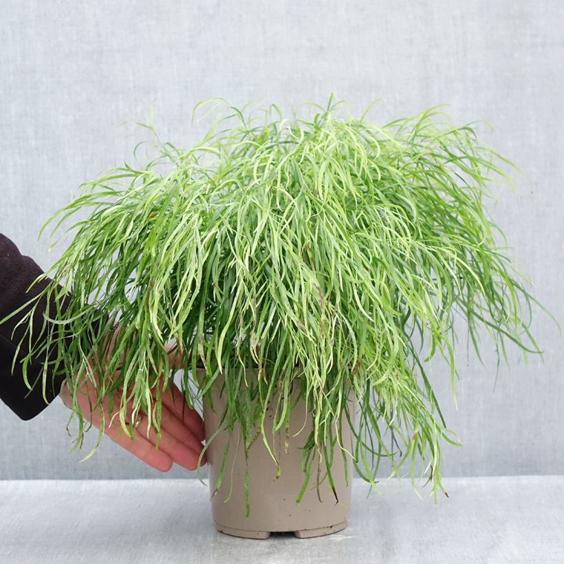 Acacia cognata Limelight 3L/4L pot sample as delivered in autumn
