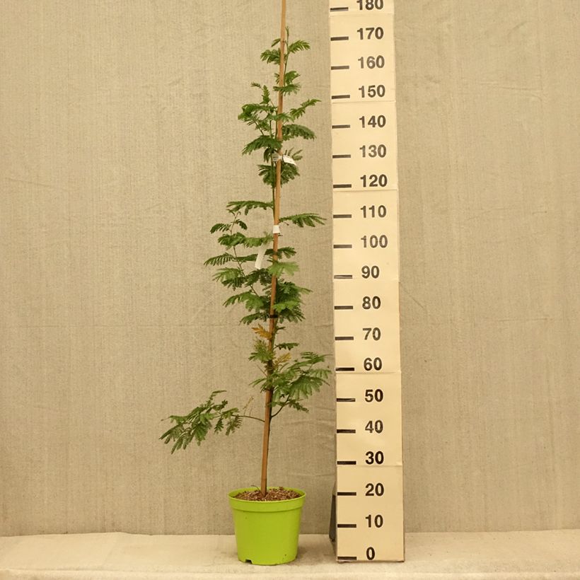 Acacia dealbata Gaulois Astier 7.5L/10L pot sample as delivered in summer