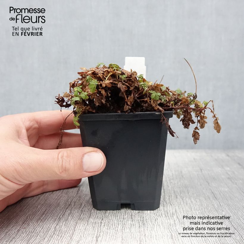 Acaena magellanica 8/9 cm pot sample as delivered in winter