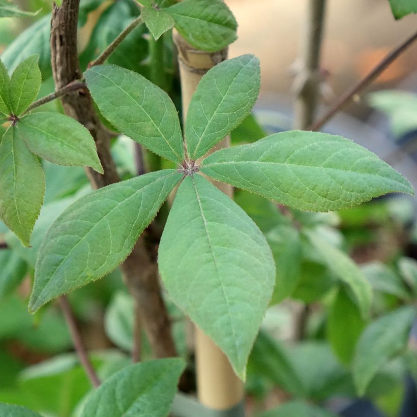 Acanthopanax henryi - Henry's Aralia (Foliage)