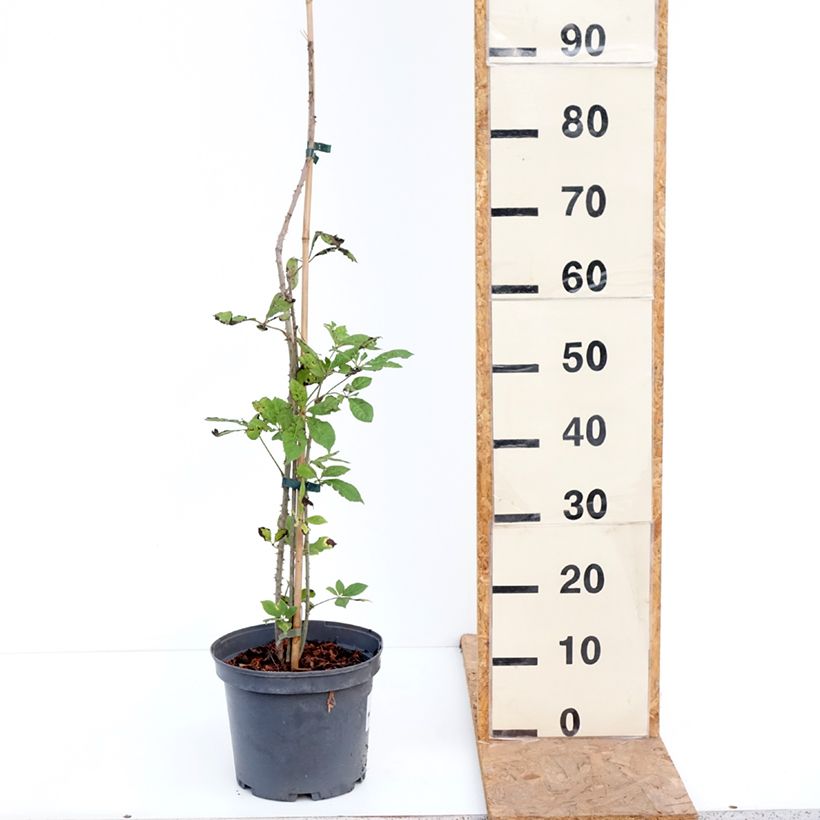 Acanthopanax henryi - Henry's Aralia 4L/5L pot sample as delivered in autumn