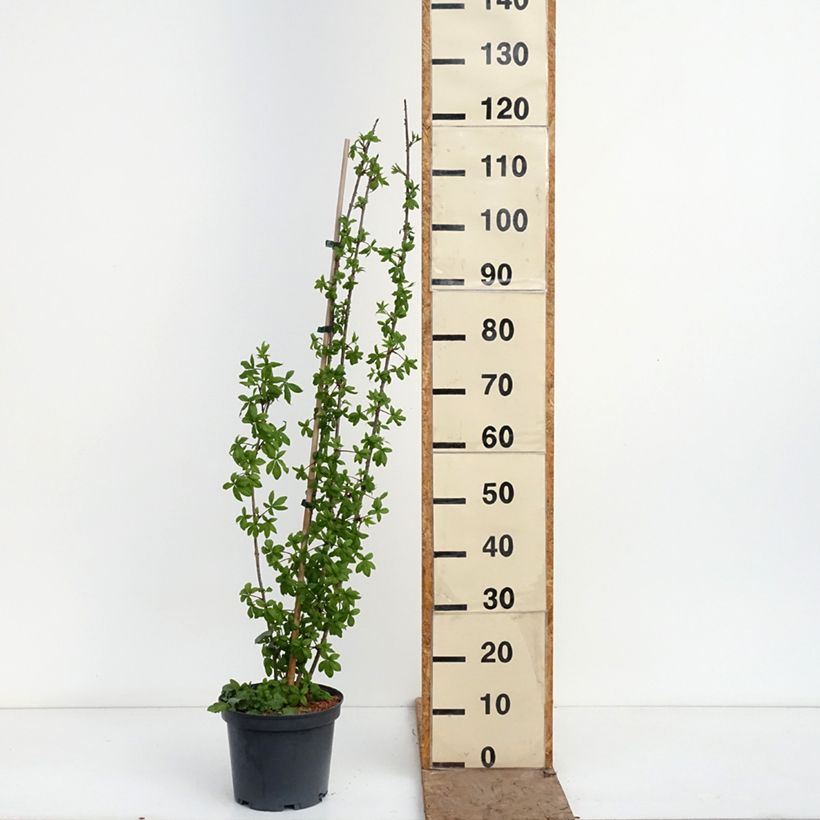 Acanthopanax henryi - Henry's Aralia 4L/5L pot sample as delivered in spring