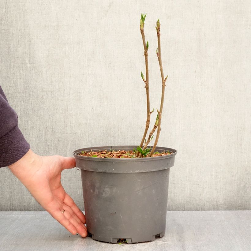 Acanthopanax henryi Nana - Henry's Aralia 3L/4L pot sample as delivered in spring