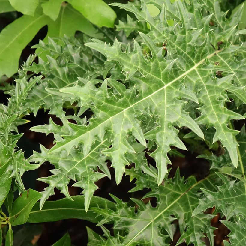Acanthus hirsutus subsp. syriacus (Foliage)