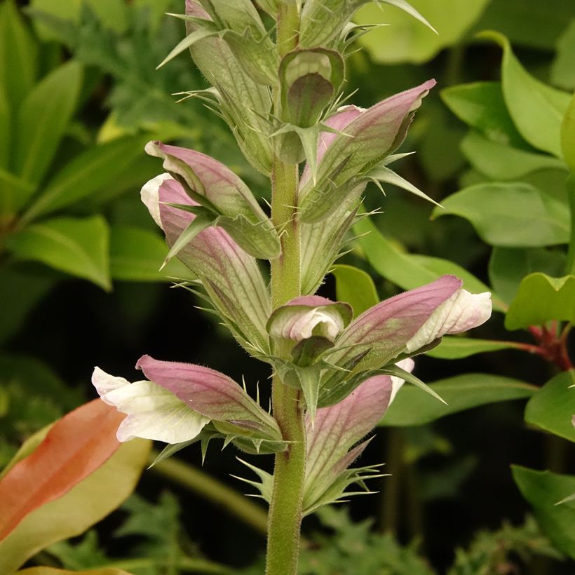 Acanthus hirsutus subsp. syriacus (Flowering)