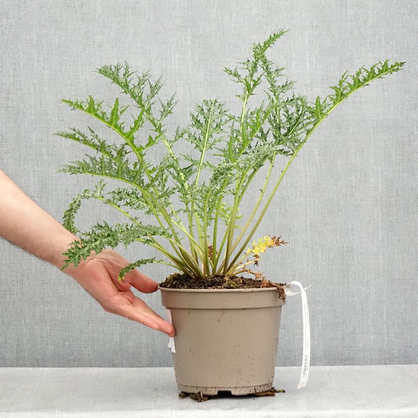 Acanthus hirsutus subsp. syriacus 4L/5L pot sample as delivered in spring