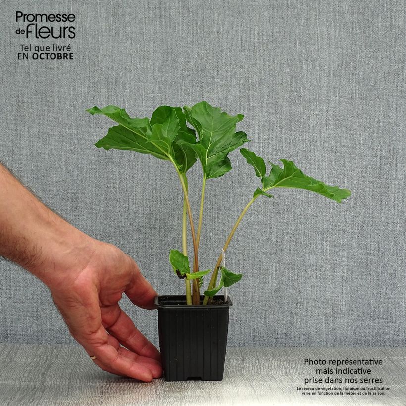 Acanthus mollis - Bear's Breech 7/8 cm pot sample as delivered in autumn