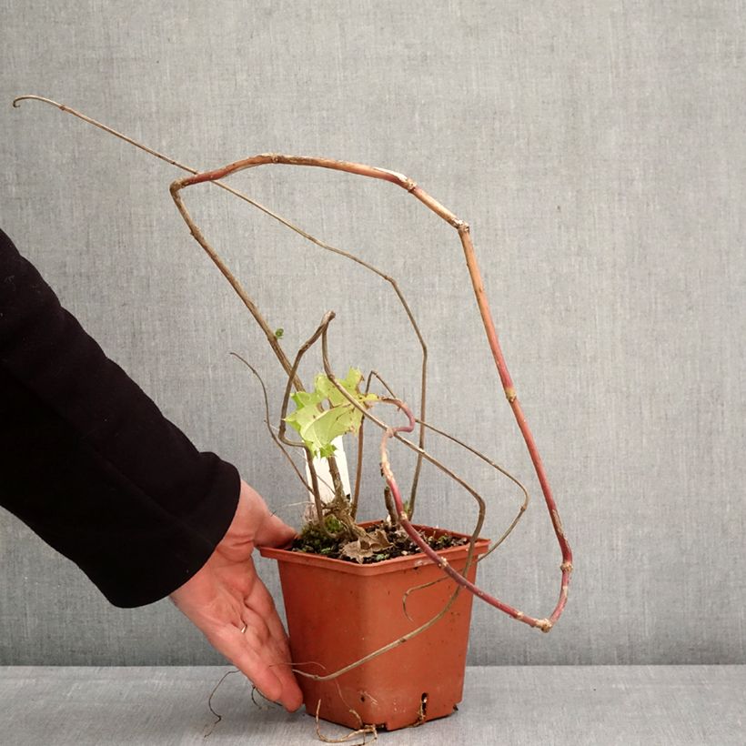 Acanthus sennii 1L/1.5L pot sample as delivered in spring