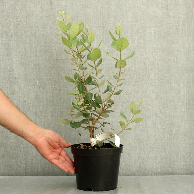 Feijoa sellowiana Coolidge 2L/3L pot sample as delivered in summer