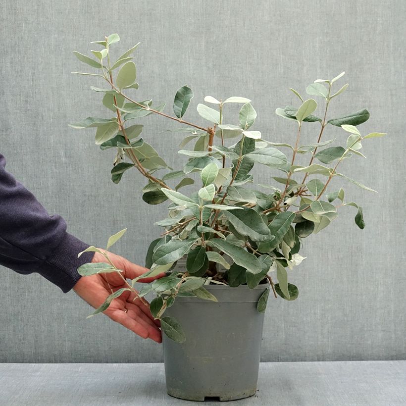 Feijoa sellowiana Coolidge 4L/5L pot sample as delivered in summer