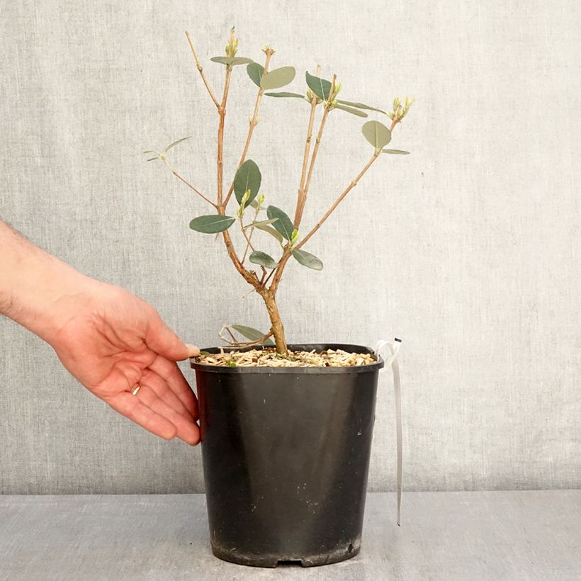 Feijoa sellowiana Coolidge 4L/5L pot sample as delivered in spring