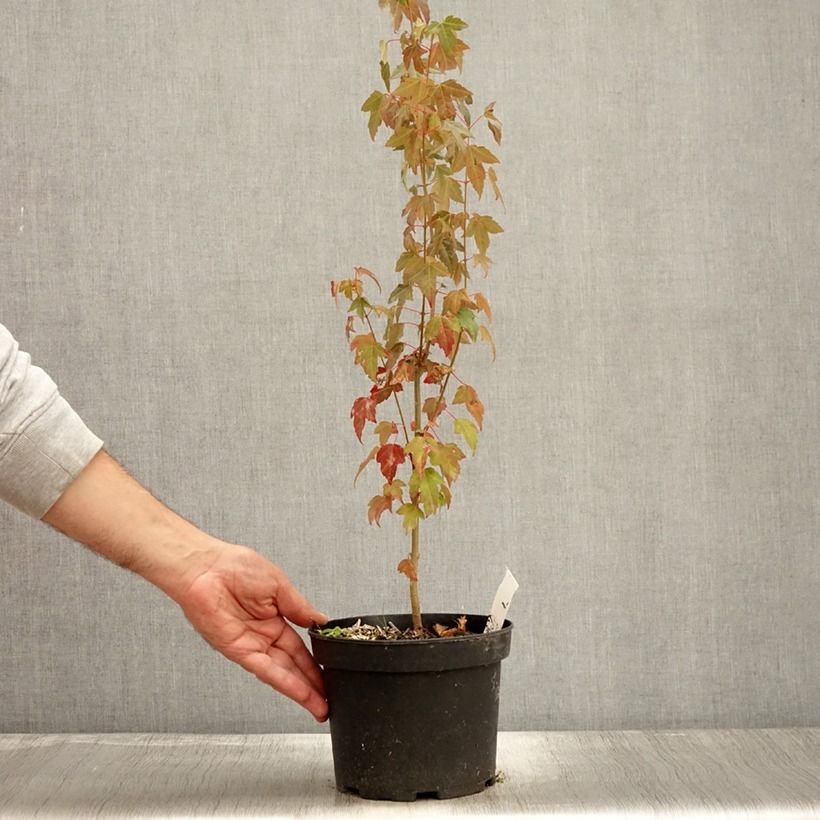 Acer buergerianum - Maple 2L/3L pot sample as delivered in autumn