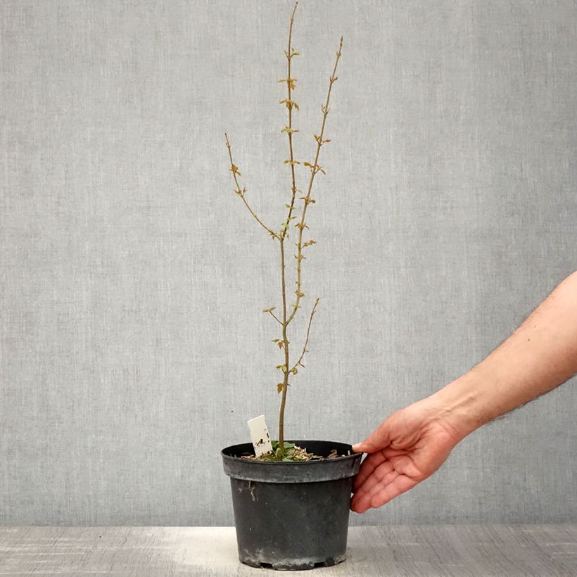 Acer buergerianum - Maple 2L/3L pot sample as delivered in spring