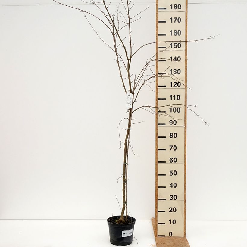 Acer buergerianum - Maple 4L/5L pot sample as delivered in autumn