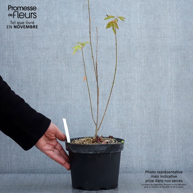 Acer cappadocicum Rubrum - Maple 3L/4L pot sample as delivered in autumn