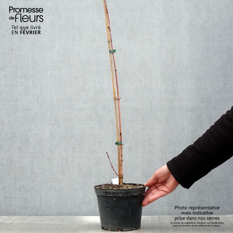 Acer cappadocicum Rubrum - Maple 3L/4L pot sample as delivered in winter