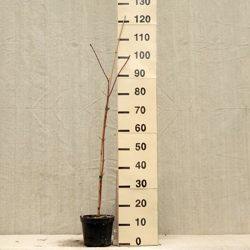 Acer cappadocicum Rubrum - Maple 3L/4L pot sample as delivered in spring