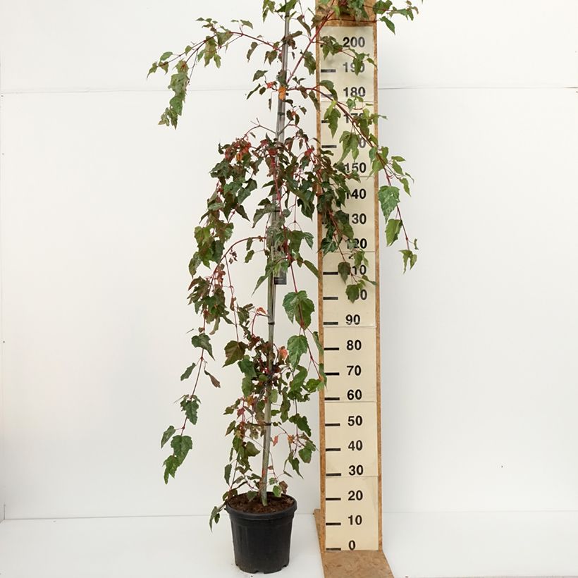 Acer conspicuum Red Flamingo - Maple 7.5L/10L pot sample as delivered in autumn