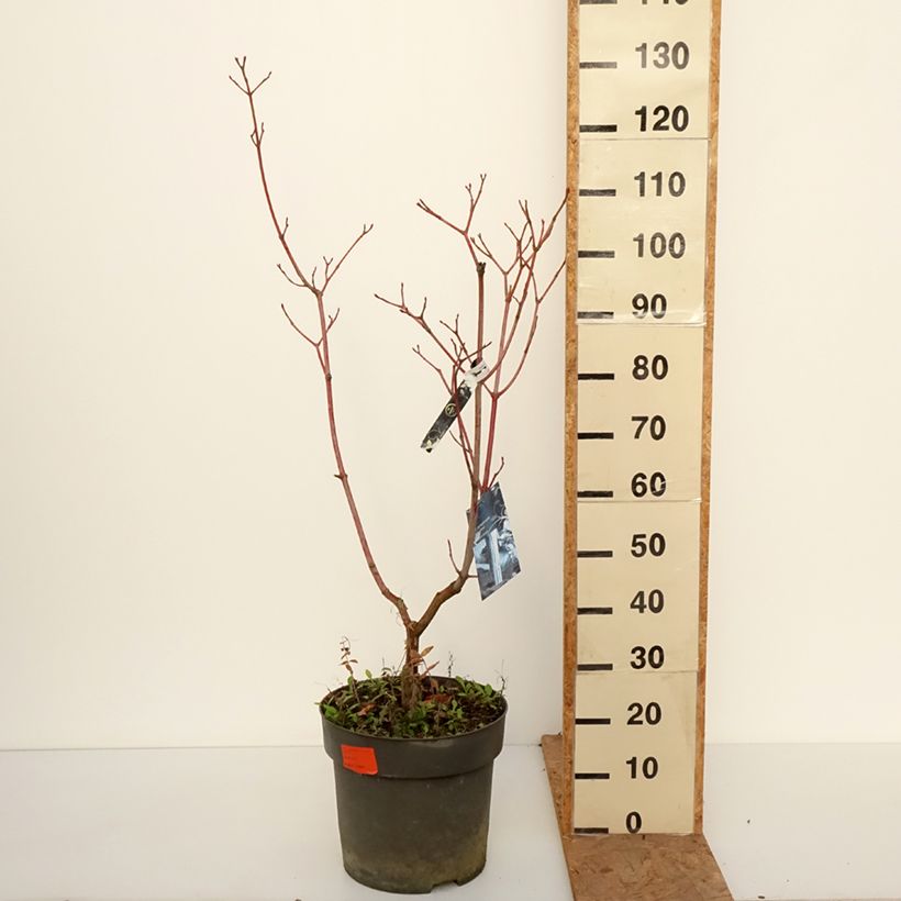 Acer conspicuum Silver Vein - Maple 7.5L/10L pot sample as delivered in autumn