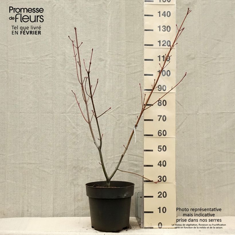 Acer conspicuum Silver Vein - Maple 7.5L/10L pot sample as delivered in winter