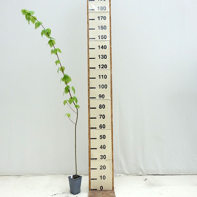 Acer davidii - Maple 12cm pot, Sapling sample as delivered in spring
