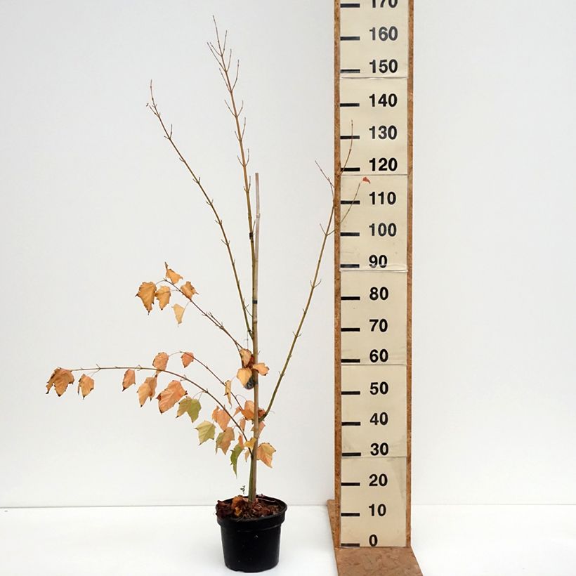 Acer davidii - Maple 4L/5L pot sample as delivered in autumn