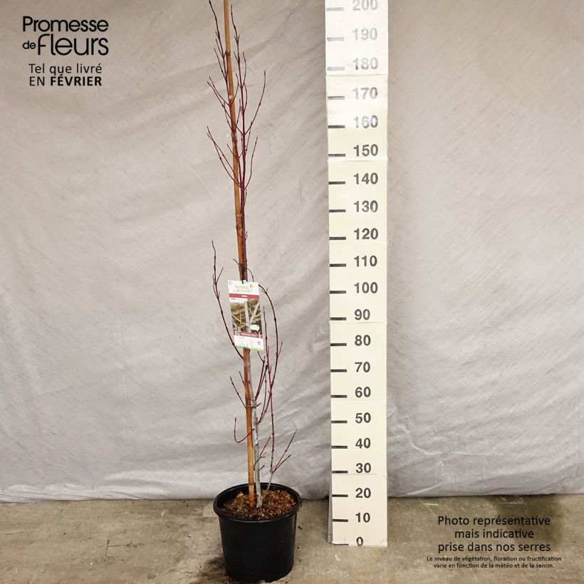 Acer davidii Viper - Maple 7.5L/10L pot sample as delivered in winter