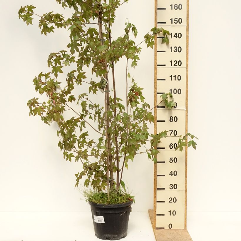 Acer negundo Auratum - Boxelder maple 7.5L/10L pot, Standard sample as delivered in spring