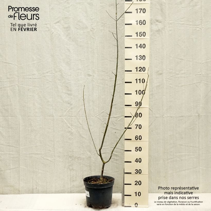 Acer negundo Aureomarginatum - Maple 7.5L/10L pot sample as delivered in winter