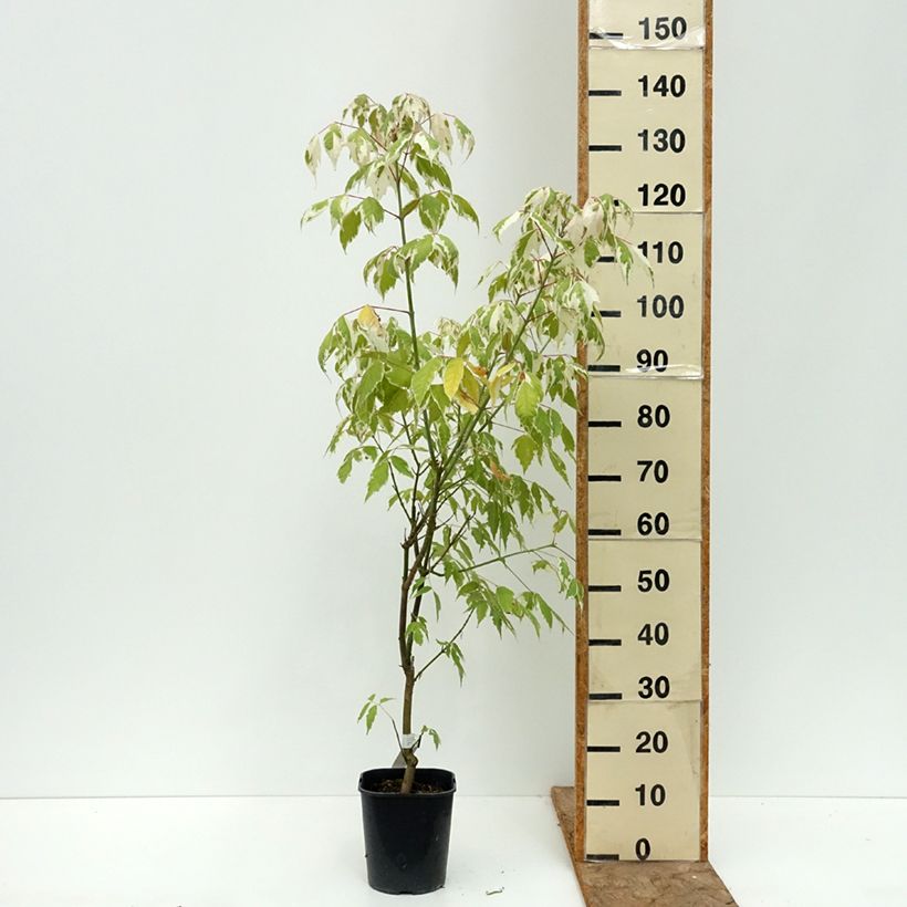 Acer negundo Flamingo - Maple 3L/4L pot sample as delivered in summer