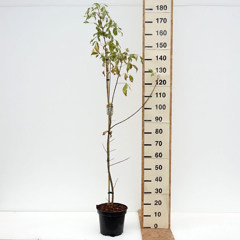 Acer negundo Flamingo - Maple 7.5L/10L pot sample as delivered in autumn