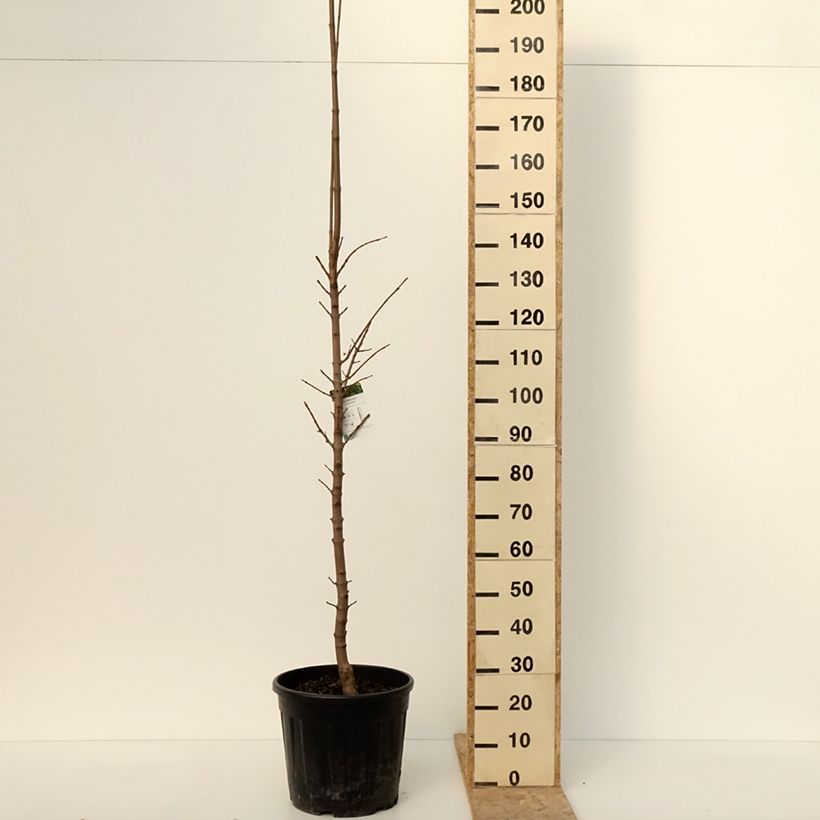 Acer platanoides Columnare - Maple 20L/25L pot sample as delivered in winter