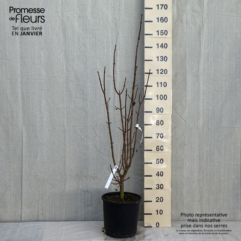 Acer platanoides Crimson Sentry - Maple 7.5L/10L pot sample as delivered in winter