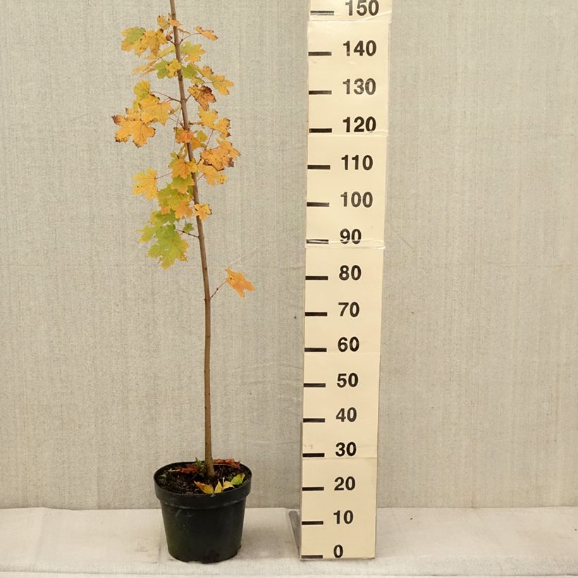 Acer platanoides - Maple 7.5L/10L pot sample as delivered in autumn
