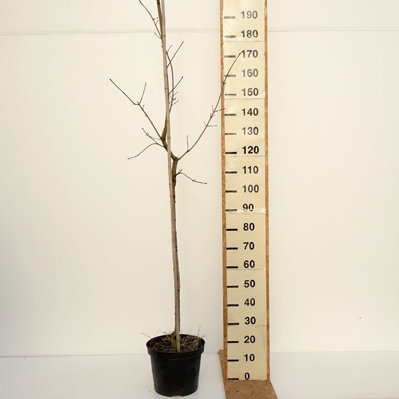 Acer platanoides Maculatum - Norway Maple 7.5L/10L pot, Standard sample as delivered in autumn