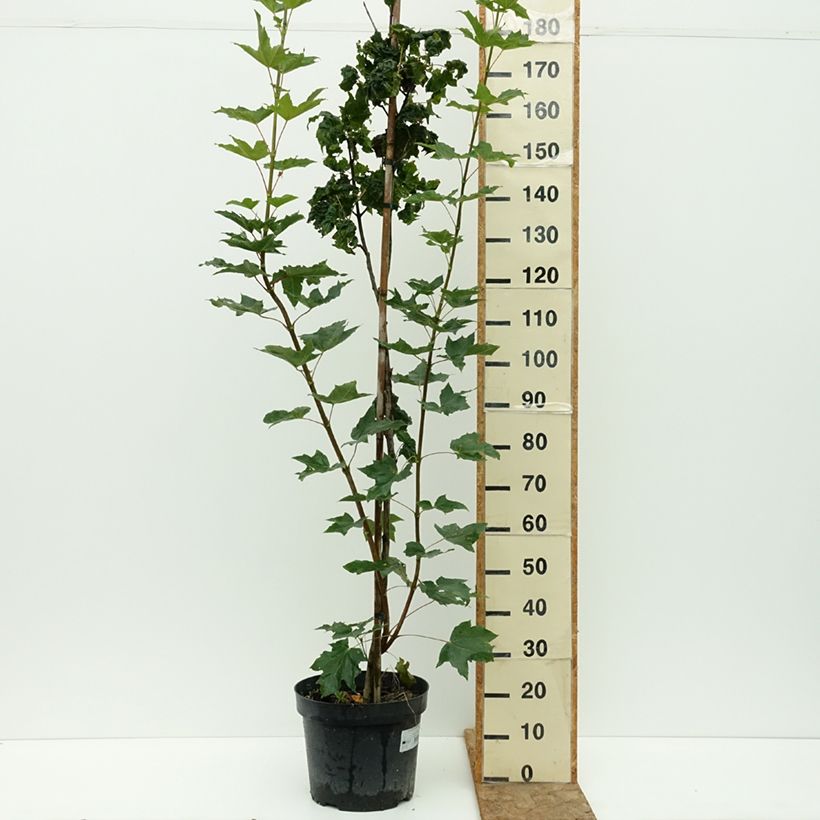 Acer platanoides Marylka - Norway Maple 7.5L/10L pot, Standard sample as delivered in summer