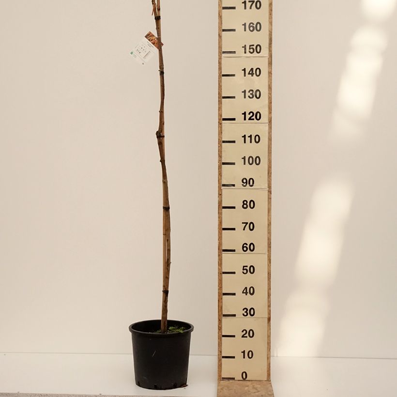 Acer platanoides Paldiski - Norway Maple 7.5L/10L pot sample as delivered in winter