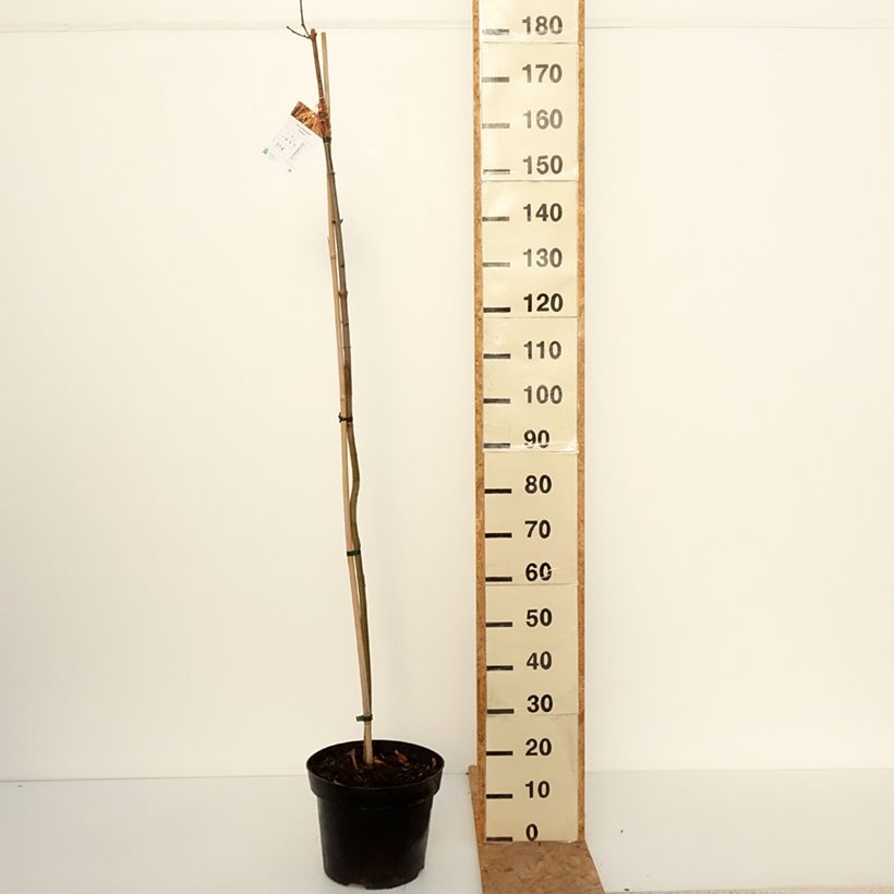 Acer platanoides Paldiski - Norway Maple 7.5L/10L pot, Standard sample as delivered in autumn