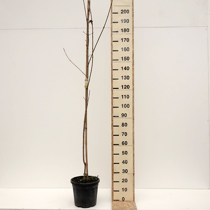Acer platanoides Princeton Gold - Norway Maple 20L/25L pot sample as delivered in winter
