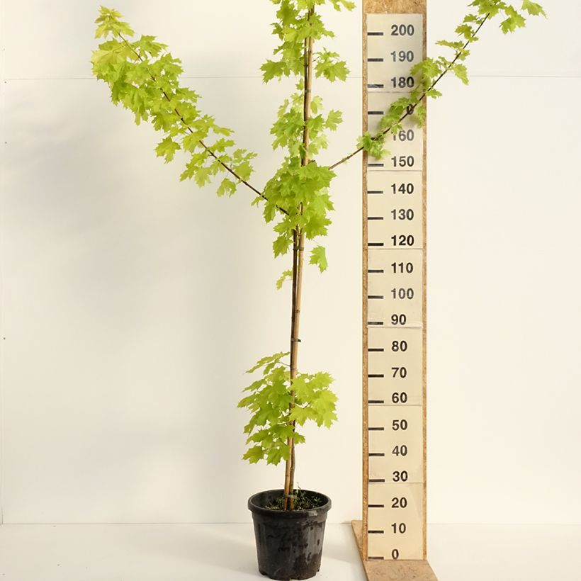 Acer platanoides Princeton Gold - Norway Maple 20L/25L pot, Standard sample as delivered in spring