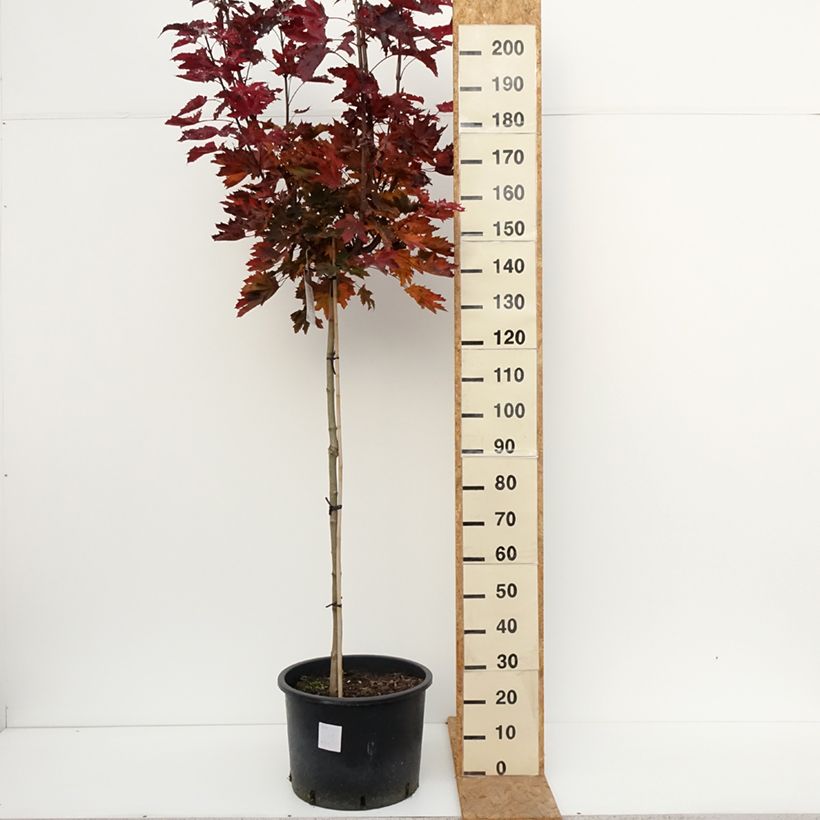 Acer platanoides Purple Globe - Norway maple 20L/25L pot sample as delivered in autumn