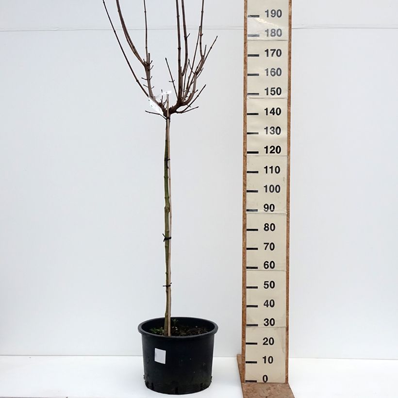 Acer platanoides Purple Globe - Norway maple 20L/25L pot, Standard sample as delivered in winter
