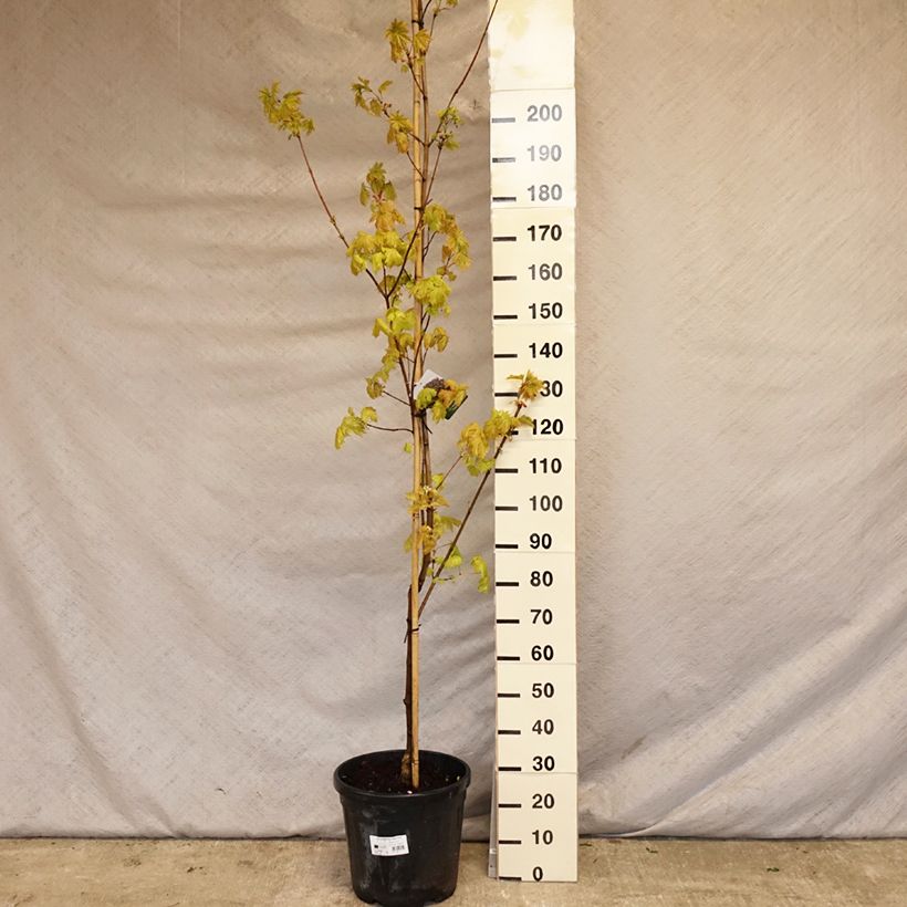 Acer platanoides Royal Red - Maple 7.5L/10L pot sample as delivered in spring