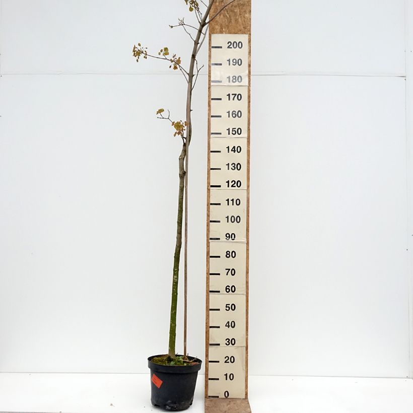 Acer platanoides Tharandt - Norway Maple 7.5L/10L pot, Standard sample as delivered in spring