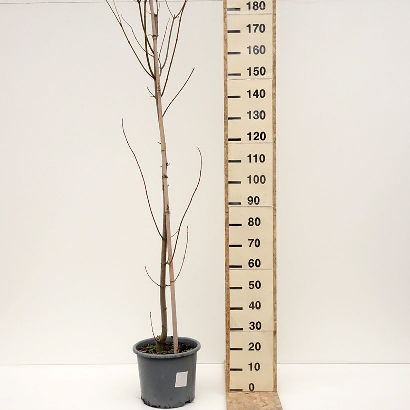 Acer rubrum Armstrong - Maple 7.5L/10L pot sample as delivered in winter