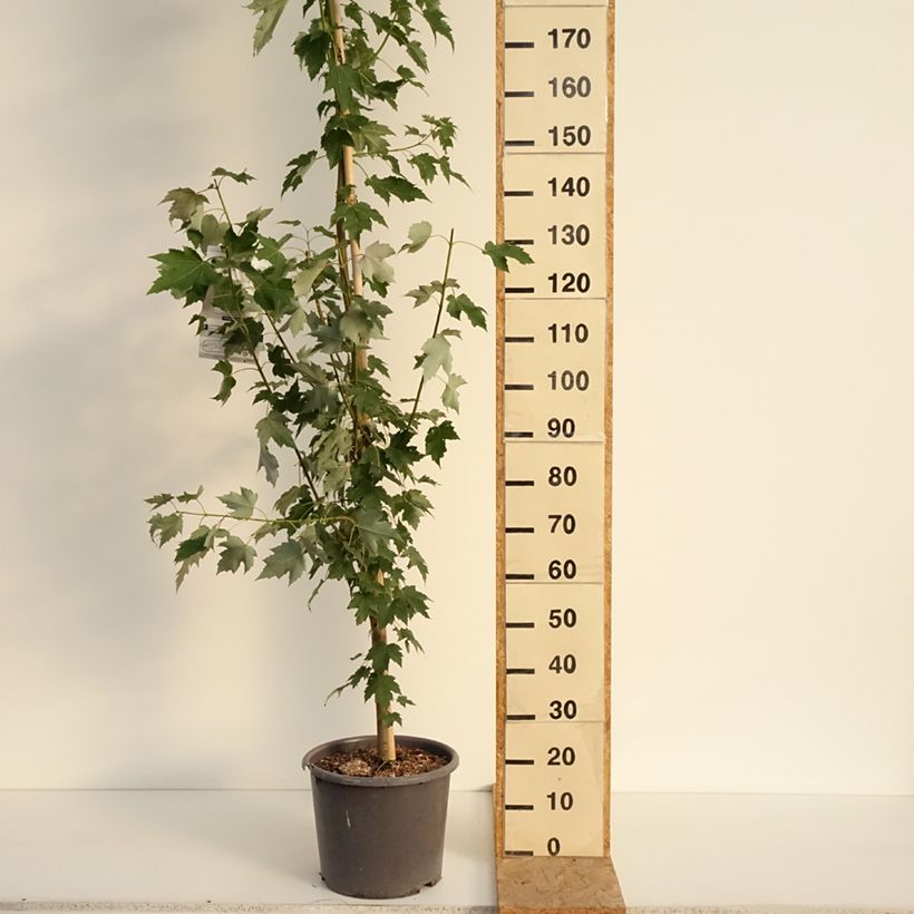 Acer rubrum Armstrong - Maple 7.5L/10L pot, Sapling sample as delivered in summer
