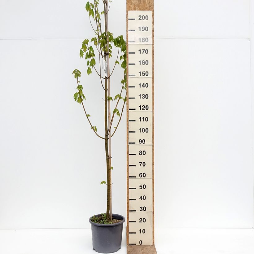 Acer rubrum Armstrong - Maple 7.5L/10L pot, Sapling sample as delivered in spring