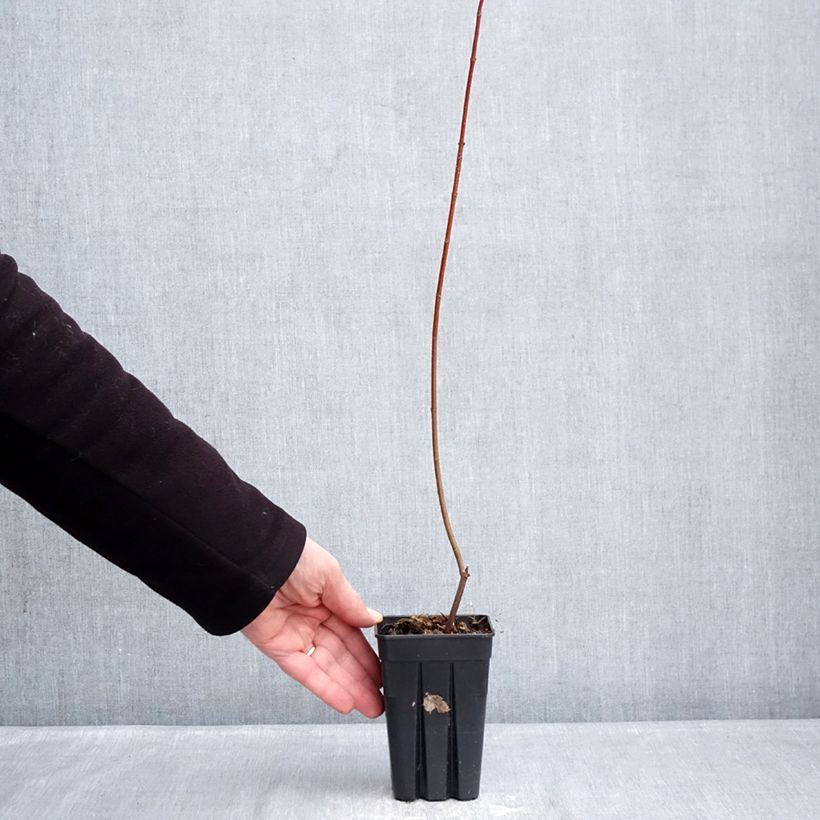 Acer rubrum Armstrong Gold - Red Maple 1L/1.5L pot sample as delivered in winter